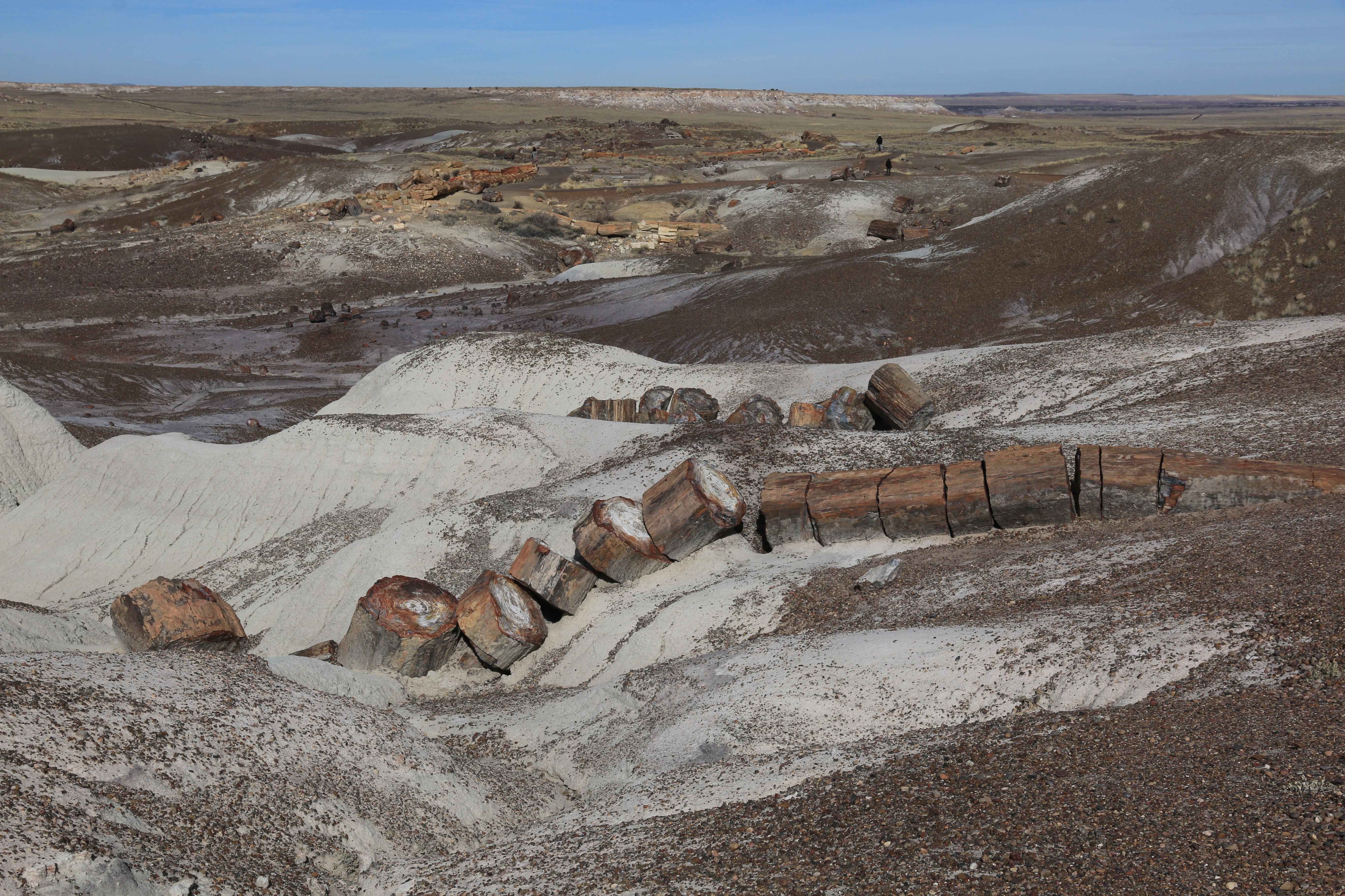 Petrified Forest NP